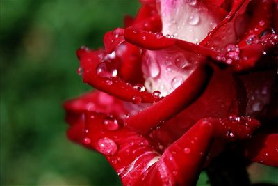 Close-up of wet red rose