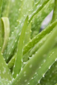 Full frame shot of leaves on plant