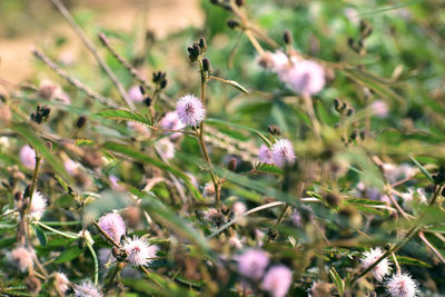 Close-up of purple flowering plant on field