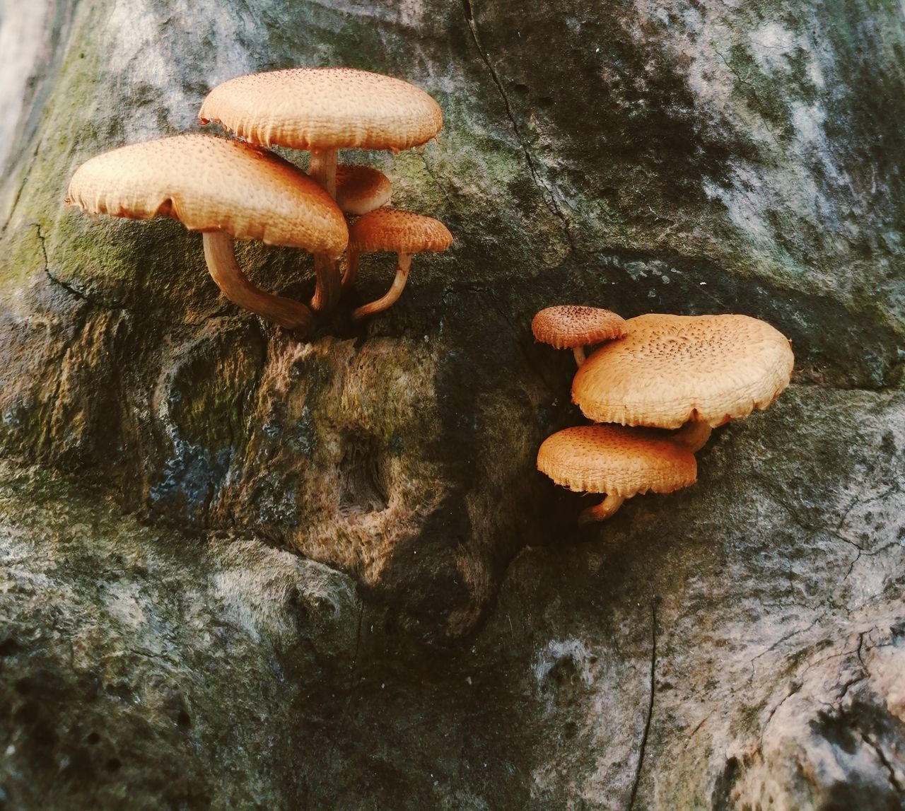 CLOSE-UP OF MUSHROOMS ON ROCK