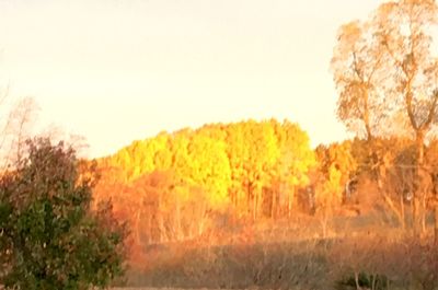 Trees on field against clear sky