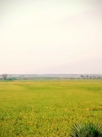 Scenic view of rural landscape