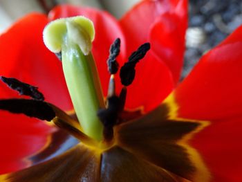 Close-up of fresh flowers