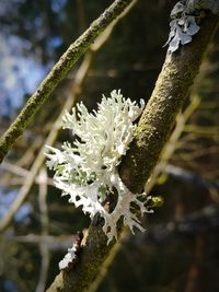 Close-up of white flower tree