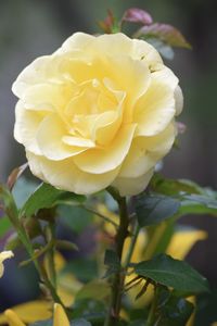 Close-up of yellow rose