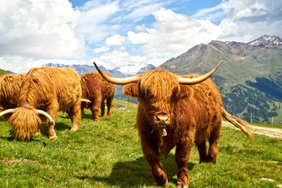 Herd of sheep in a field