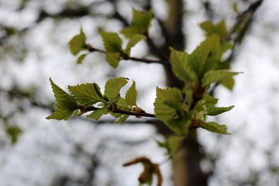 Close-up of green leaves on plant