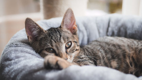 Close-up of cat resting