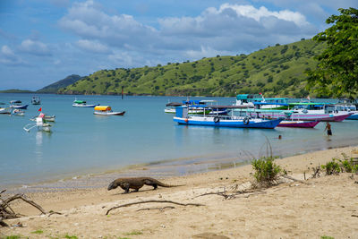 Boats moored on sea against sky