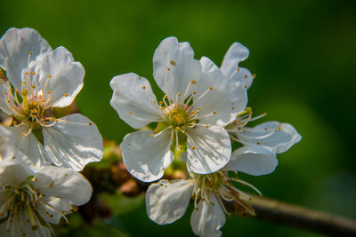 Close-up of white cherry blossom