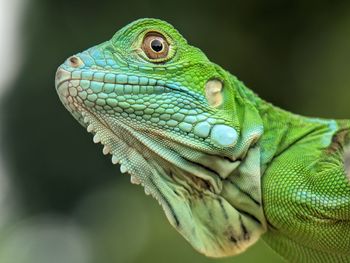 Close-up of a lizard