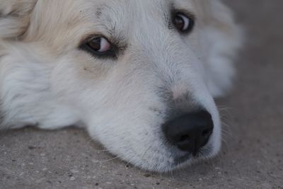 Close-up of dog lying down