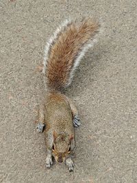 High angle view of lizard