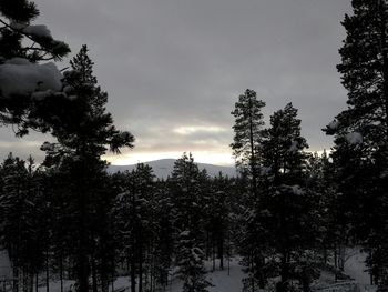 Low angle view of trees in forest against sky