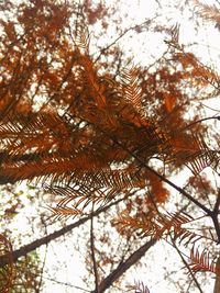 Low angle view of tree against sky