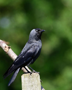 Close-up of bird perching on wooden post