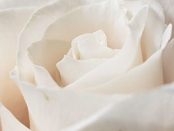 Close-up of white flower
