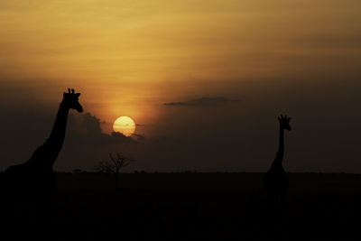 Giraffe at sunset in kenya