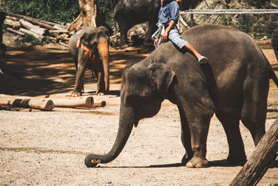Full length of elephant on land
