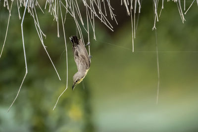 Bird hanging upside down 