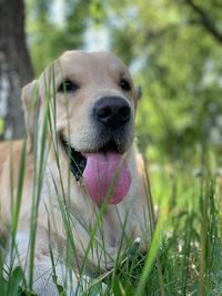 Close-up portrait of a dog