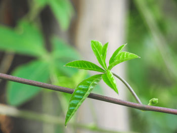 Close-up of fresh green plant