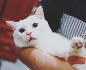 Close-up of cute kitten