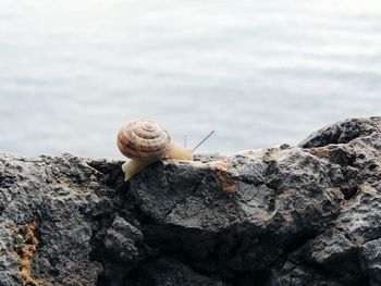 Close-up of snail on rock