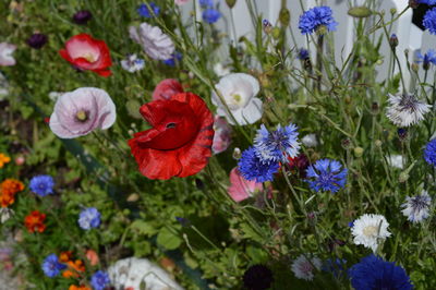 Close-up of purple flowers blooming outdoors