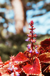 Close-up of red flowering plant