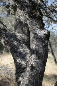 Close-up of tree trunk in forest