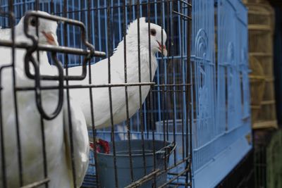 View of birds in cage