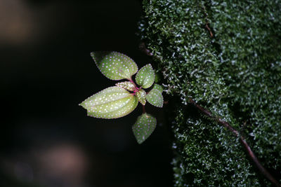 Close-up of plant