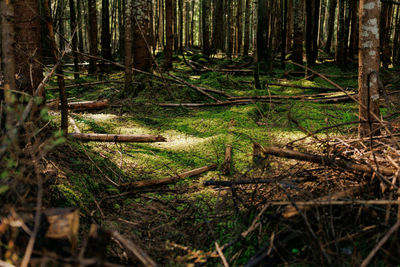 Trees growing in forest
