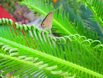 Close-up of plant