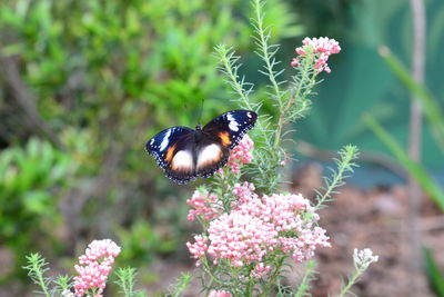 Close-up of butterfly pollinating on flower