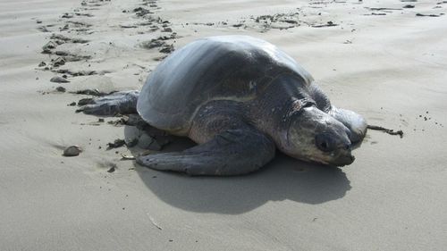 High angle view of turtle on beach