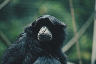 Close-up of a monkey