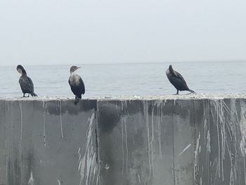 Birds perching on wooden post in sea against clear sky