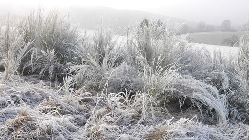 Scenic view of field during winter