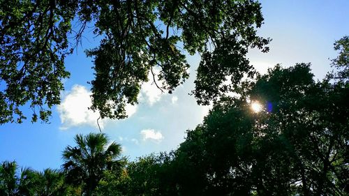 Low angle view of trees against sky