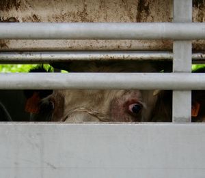 Close-up of horse in cage