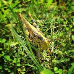 Close-up of grass in field