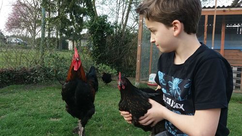 Boy holding chicken at farm