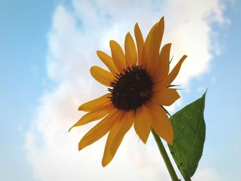 Close-up of yellow flower blooming against sky