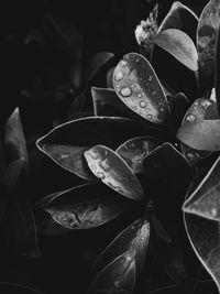 High angle view of flowering plant leaves in water