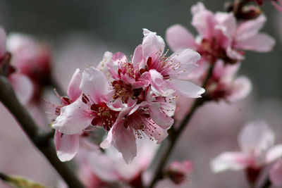 Cherry blossom - sakura close-up