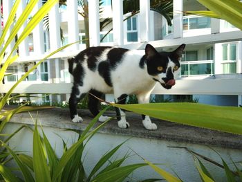 Cat on grass