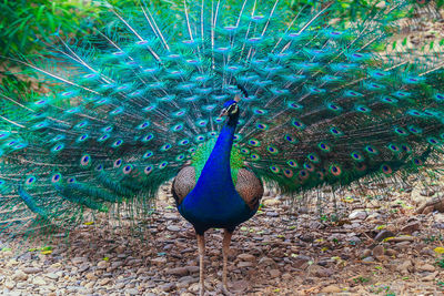 Peacock perching on a field