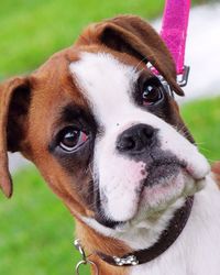 Close-up portrait of dog